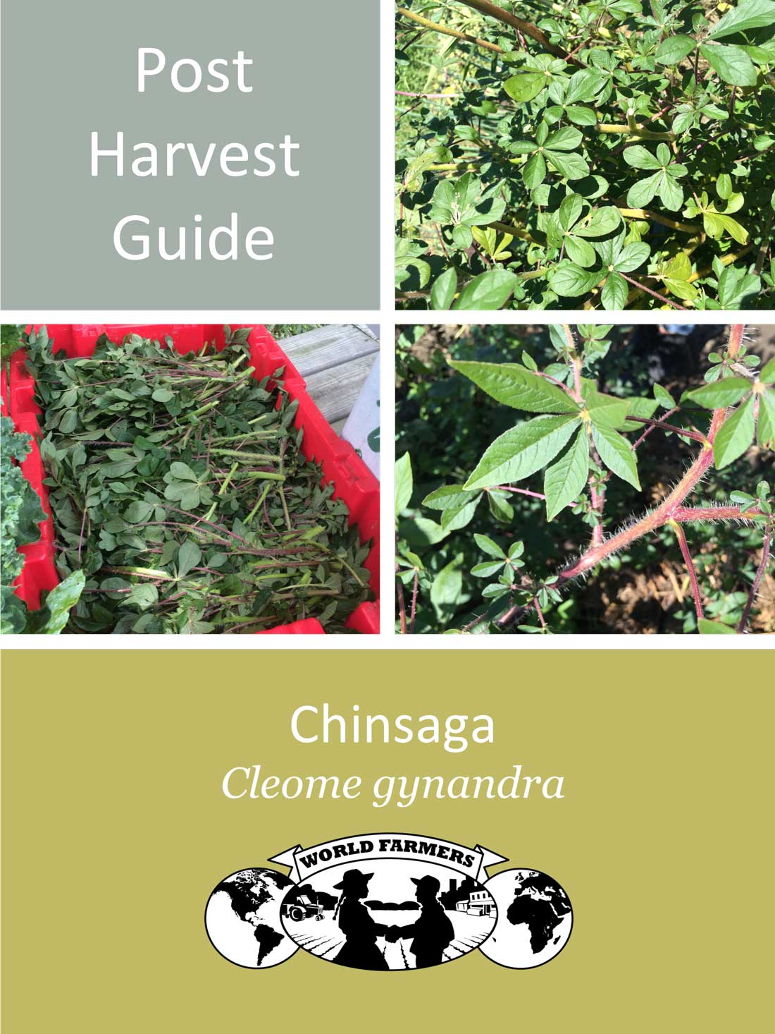 Chinsaga-Post-Harvest-Guide_Cover