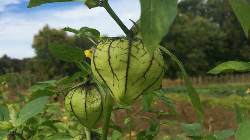 Tomatillos