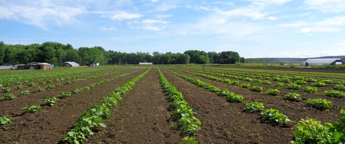 farm_8_1100x460